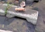 Собакин знает как надо правильно развлекаться