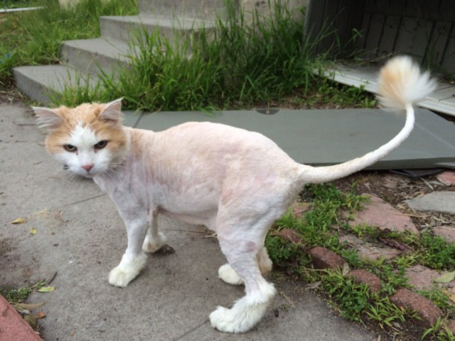 Мой хозяин - идиот