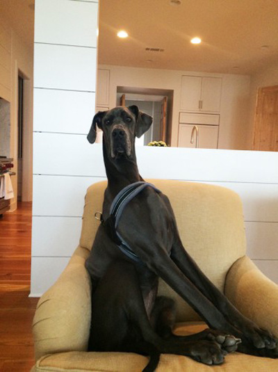 Самые "миниатюрные" собачки