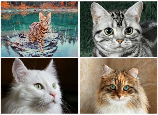 Усы, лапы и хвост: самые красивые коты в мире