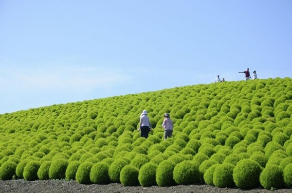 Национальный парк Хитачи в Японии