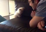 Котенок ловит воздух