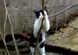 Кот - стриптизер!