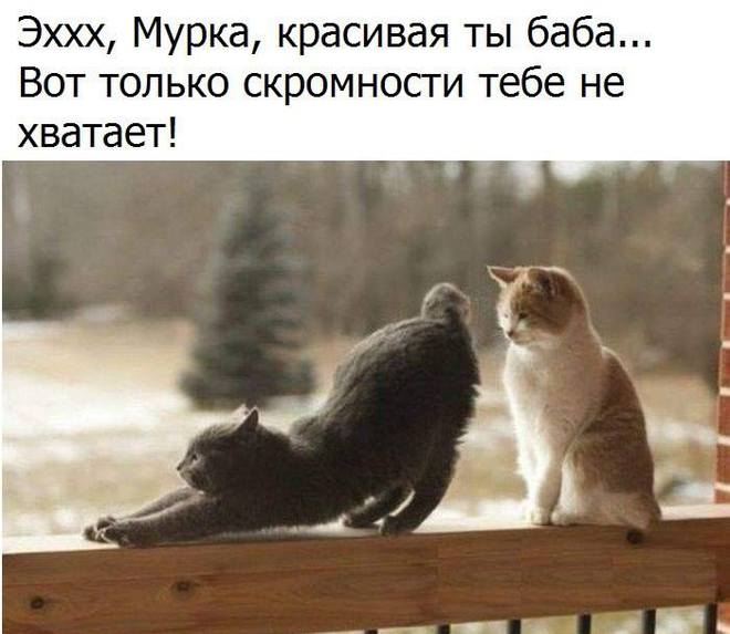 Котэ-скромняшка