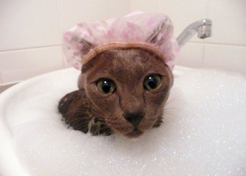 Классные приколы про котов