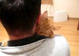 Кошачья любовь к своему хозяину