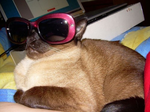 Коты в очках