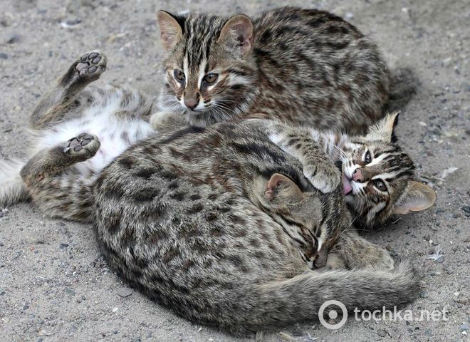 Коты в зоопарке Красноярска