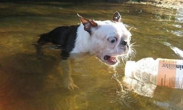 Самые смешные морды собак