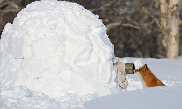 Нелегкая судьба фотографа