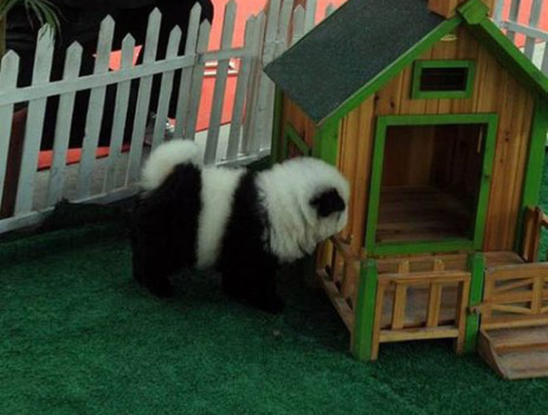 Милые щенки чау-чау в роли панд