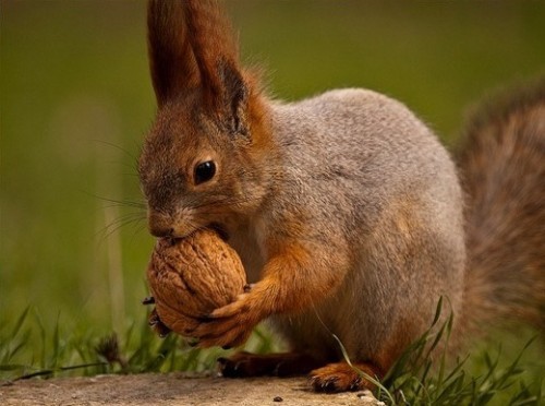 Животные модели