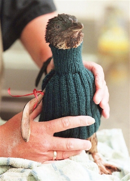Пингвинчики в свитерках