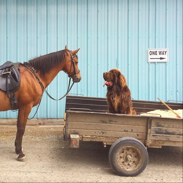 Собаки и лошадь