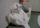 кот ананист)))