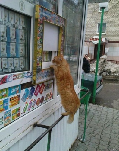 Топ прикольных животных