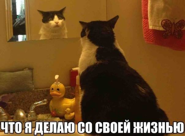 Тяжелая жизнь кота