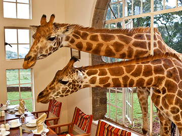 Где встретить дикое животное: Жирафы в Кении