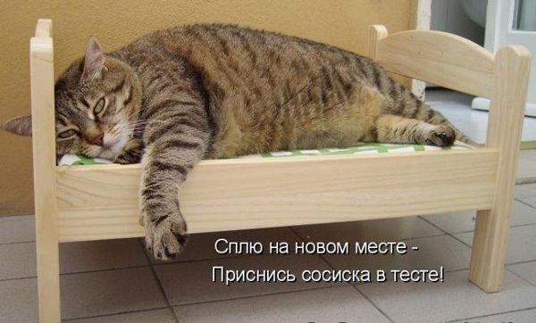 ТОП лучших котоматриц