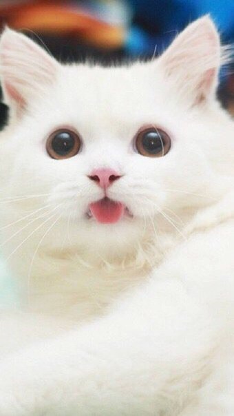 Покажи всем проблемам язык