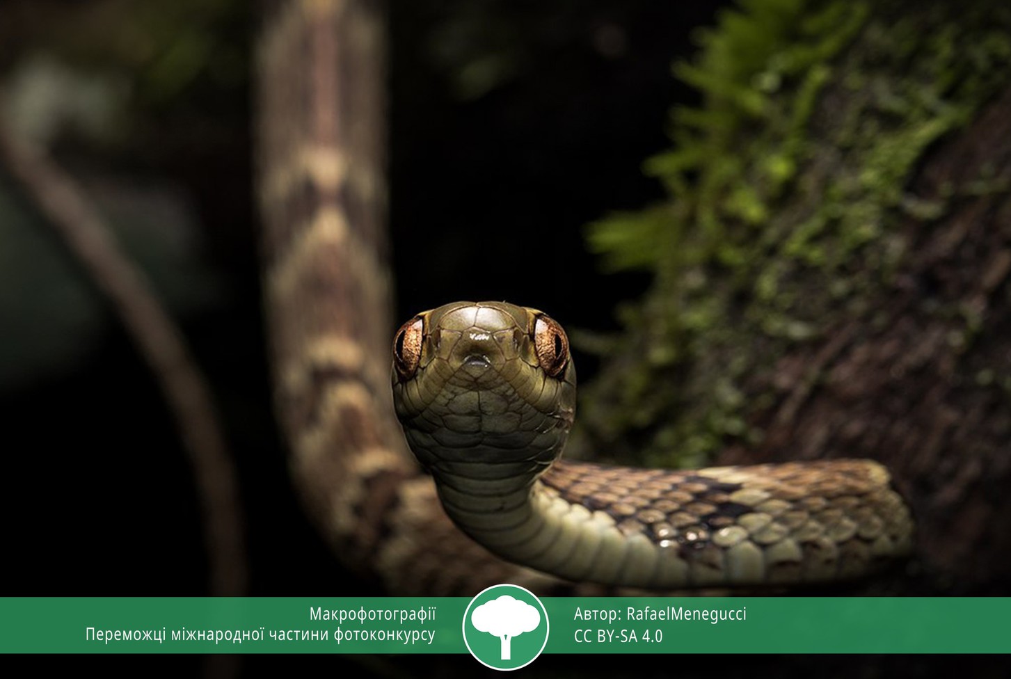 найкращі фото природи 2021