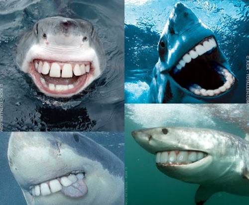 Смех акулы