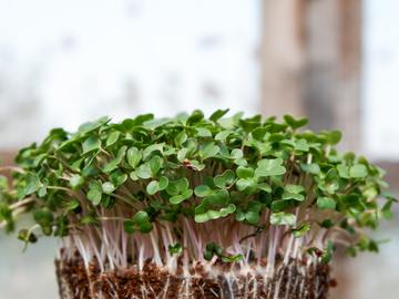 Как вырастить микрозелень дома