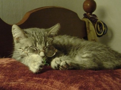 Коты в очках