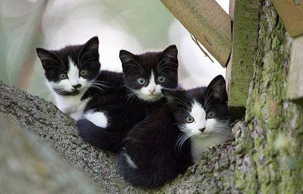 Черно-белые котейки