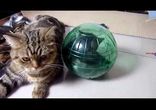 Подготовка котят к полету на Луну