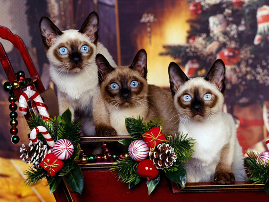 Котейки готовятся к Новому году