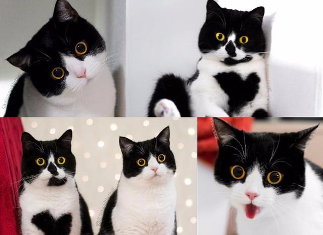 Кот и кошка с самыми удивленными взглядами покоряют Сеть