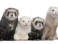 Ferrets