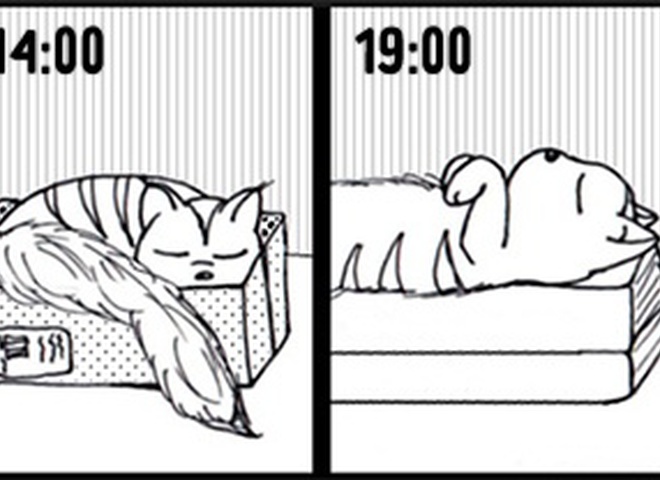 Комиксы про котов
