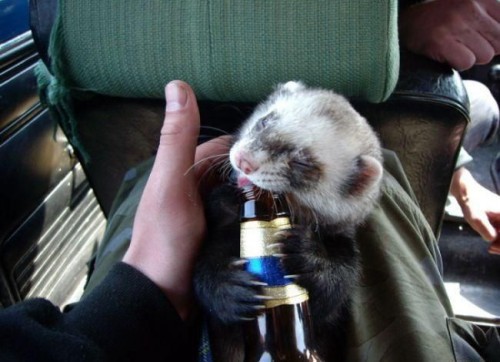 Животные алкоголики