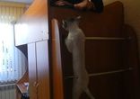 Кот альпинист