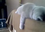 Кот устал