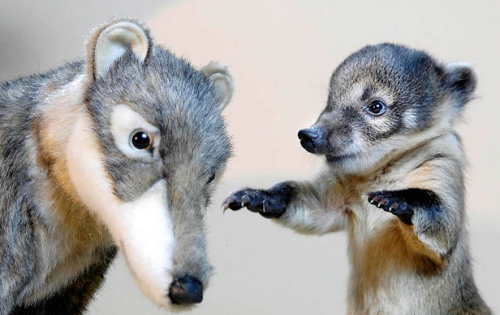 Смешные животные