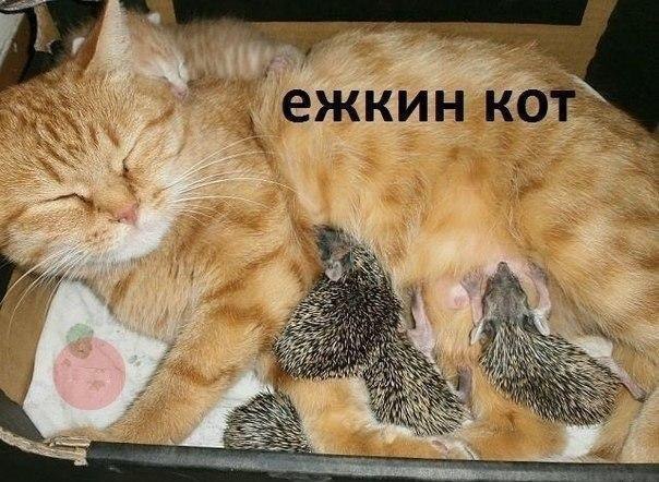 Милая фотка котэ с няшками ежиками