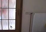 Умный кот)