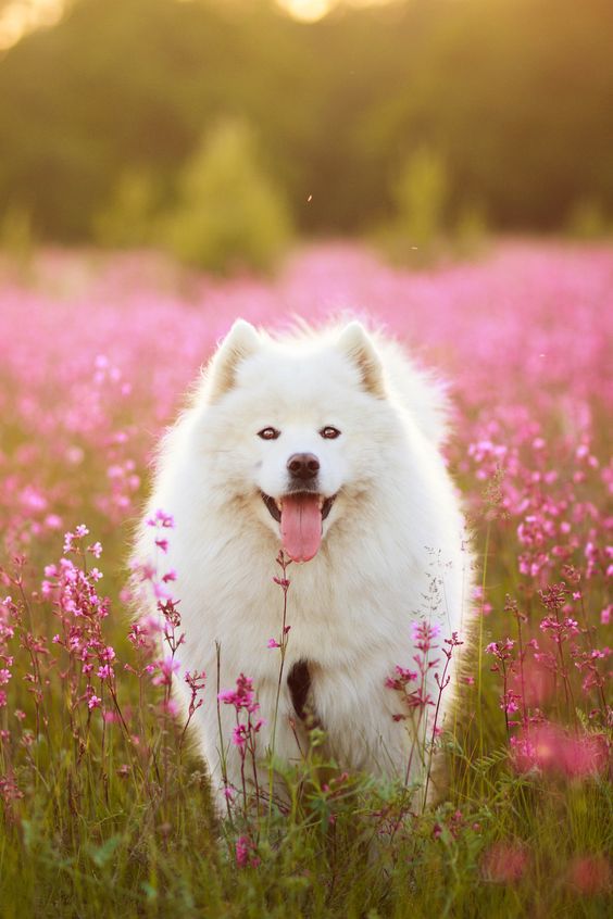 День собаки: ТОП-10 найкрасивіших порід