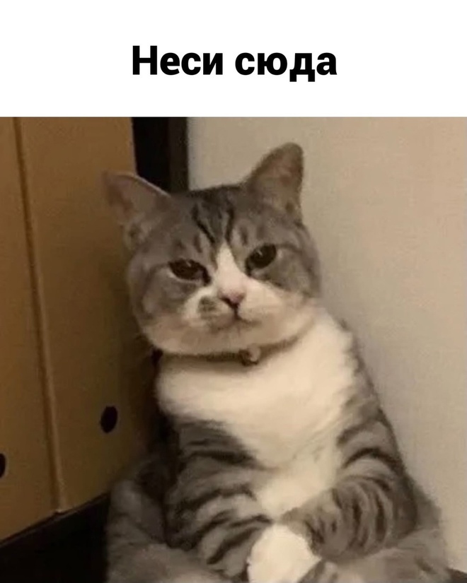 Комикс про мандаринки