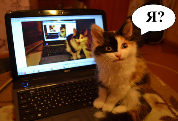 C-C-C-COMBO!! Размноженный котэ