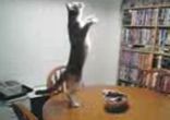 Танцующий кот
