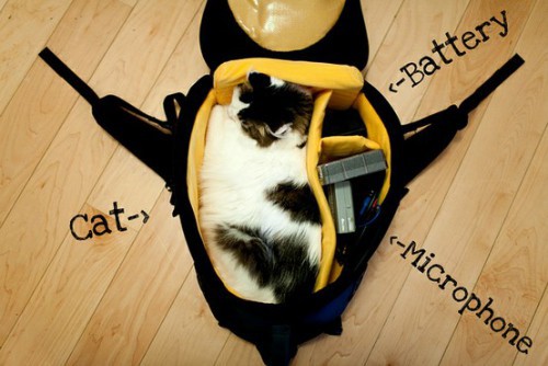 Утренние коты