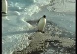 Пингвин упал