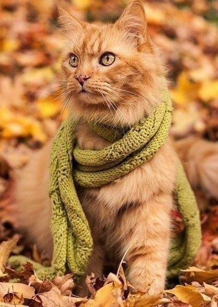 Осень - не повод грустить. Осень - это повод носить шарфики