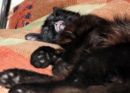 Говорите с кошками!