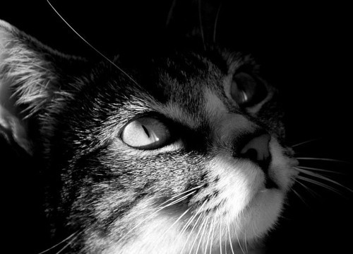 Пойми меняу