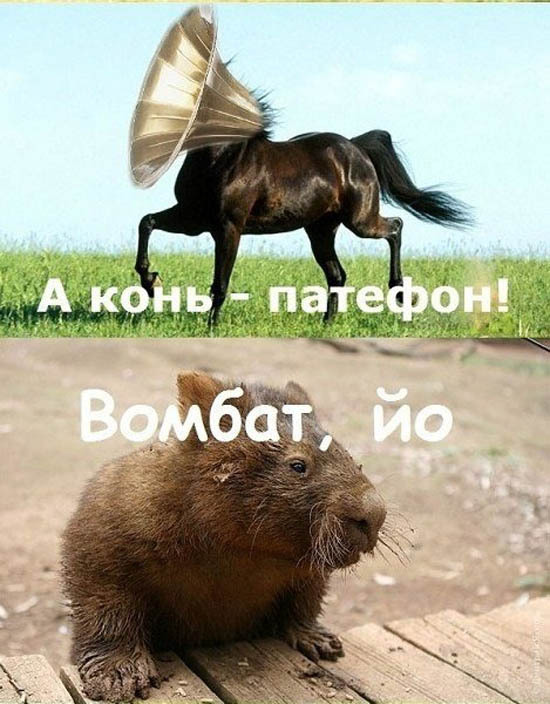 Вомбат котяня котяня вомбат..